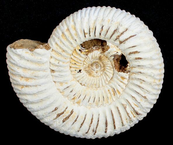Inch Perisphinctes Ammonite - Jurassic #3597